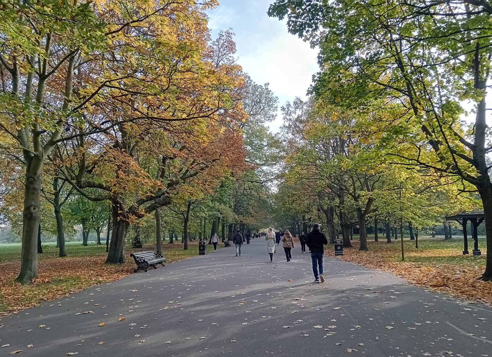 A November avenue in Regent's Park, with amber leaves over the path.